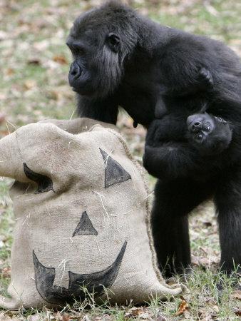 Foto Lámina fotográfica Sukari, an 8-Year-Old Mother Gorilla, Rummages Through a Trick or Treat Bag de John Amis, 61x46 in. foto 731672