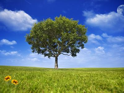 Foto Lámina fotográfica Tree Against Blue Sky de Lew Robertson, 61x46 in. foto 821781