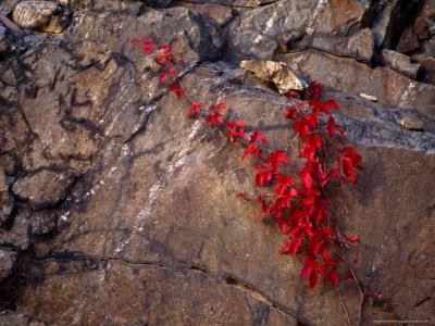 Foto Lámina fotográfica Virginia Creeper in Bright Fall Red Colors Growing on a Boulder de Raymond Gehman, 41x30 in. foto 930314