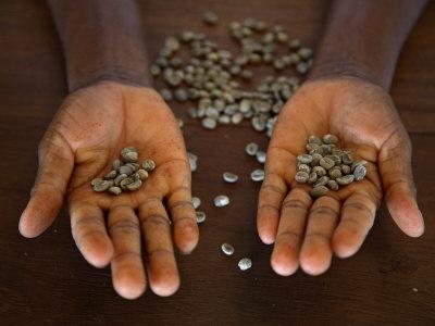 Foto Lámina fotográfica Worker from the Plantation 'Roca Nova Moka' in Sao Tomé Holds Some Coffee Beans de Camilla Watson, 61x46 in. foto 678865
