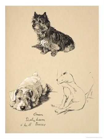 Foto Lámina giclée Cairn, Sealyham and Bull Terrier, 1930, Just Among Friends, Aldin, Cecil Charles Windsor de Cecil Aldin, 61x46 in. foto 970659