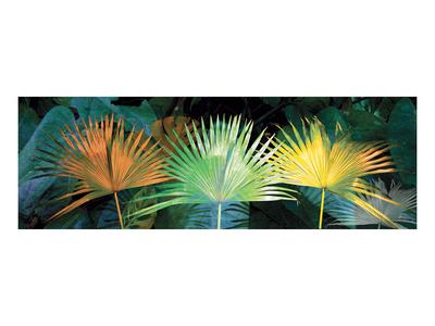 Foto Lámina giclée de primera calidad Tropical Triptych Fan Palm de Melinda Bradshaw, 76x102 in. foto 676334