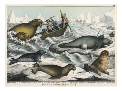 Foto Lámina giclée Five Types of Sea Creature: Harbour Seal, Fur Seal, Sea Lion, Walrus, and Sea Cow, 61x46 in. foto 934413