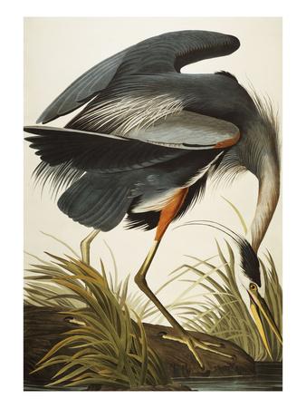 Foto Lámina Great Blue Heron (Ardea Herodias), Plate Ccxi, from 'The Birds of America' de John James Audubon, 61x46 in. foto 576371