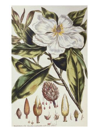 Foto Lámina Magnolia, Figures of the Most Beautiful, Useful and Uncommon Plants, c.1757 de Philip Miller, 61x46 in. foto 936817