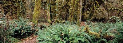 Foto Lámina Rain Forest, Pacific Rim, Vancouver de Axel M. Mosler, 33x95 in. foto 716811