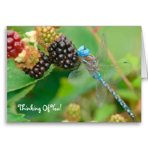 Foto La frambuesa de la libélula que piensa en usted ca Felicitacion foto 407534