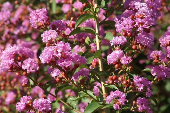 Foto Lagerstroemia Indica Violacea (2.5 litros)