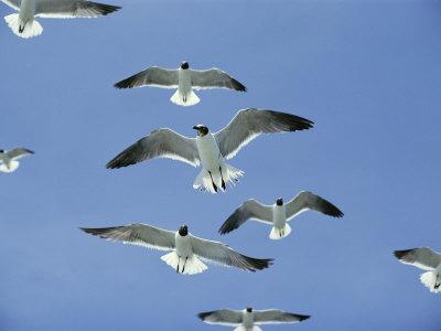 Foto Laughing Gulls Hover against a Blue Sky, Al Petteway - Laminas foto 490133