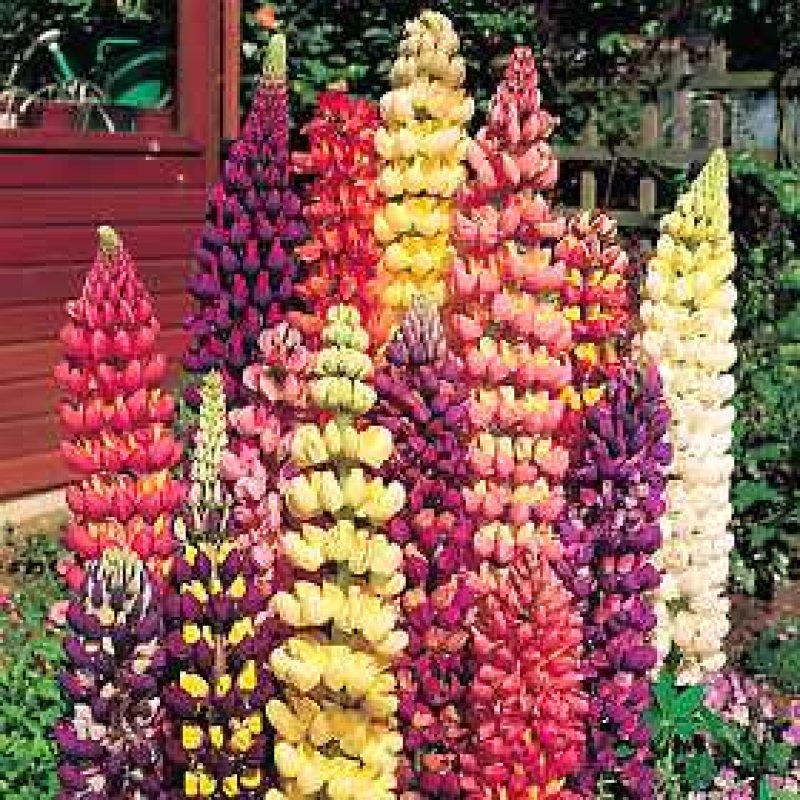 Foto Lupine Tutti Frutti - Samen