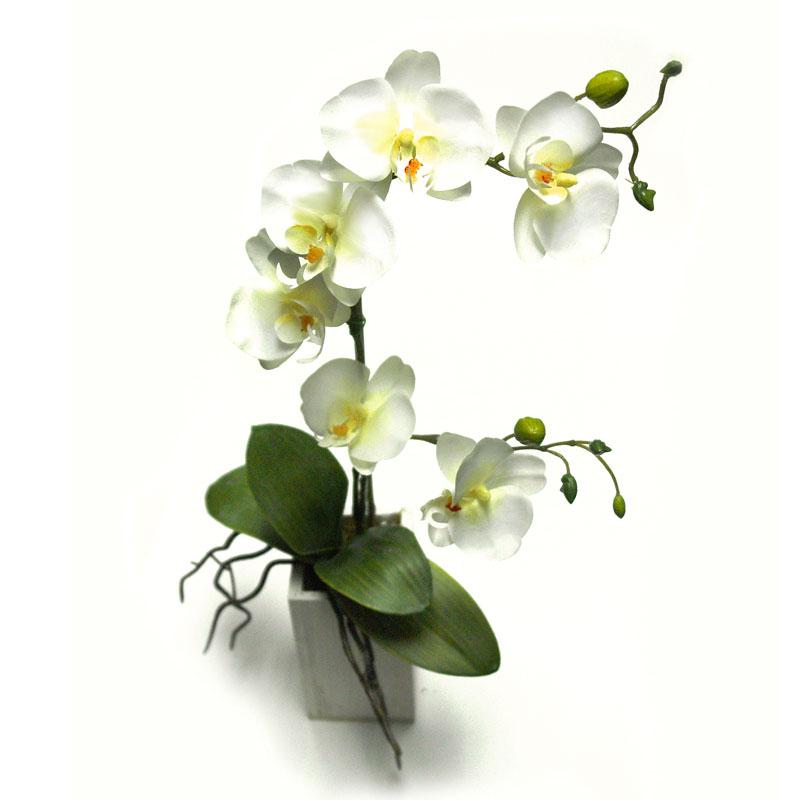 Foto Maceta Madera Orquídea Crema foto 439236