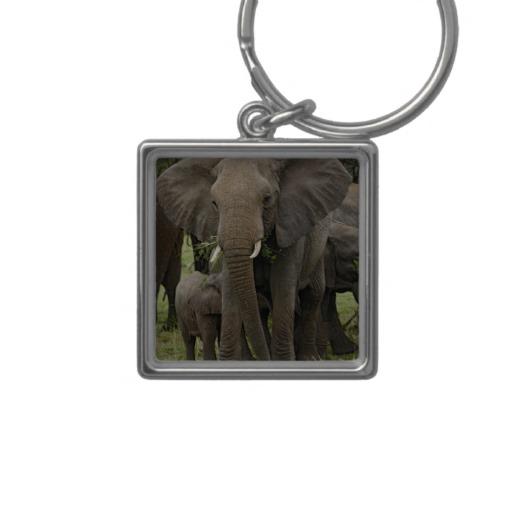 Foto Manada del elefante africano, africana del Loxodon Llavero... foto 415799