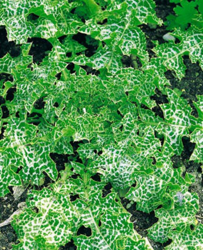Foto Mariendistel - Silybum marianum - Samen