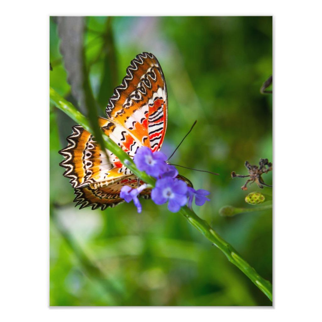 Foto Mariposa del leopardo del Lacewing Fotografias foto 827637
