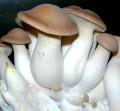 Foto Micelio en Grano de Pleurotus Eryngii, SETA de Cardo. 1 Kilo. Semillas foto 87178