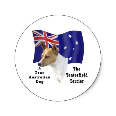 Foto Moreno/blanco de Tenterfield Terrier del australia Pegatina foto 118961