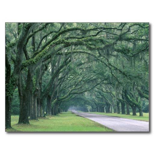 Foto Norteamérica, los E.E.U.U., Georgia, sabana, Tarjetas Postales foto 615054