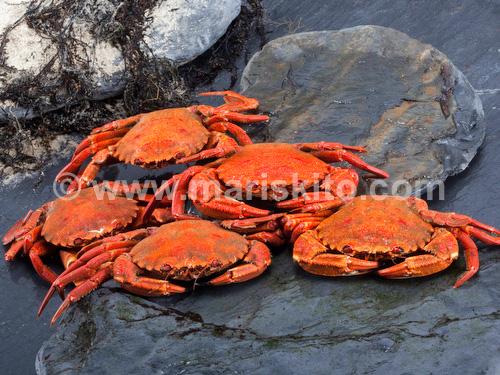 Foto Nécora Ría Grande (6-7 piezas/kg)