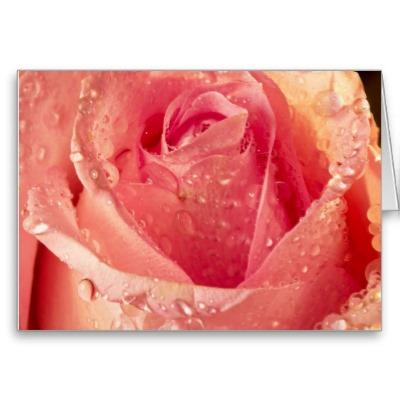 Foto Pétalos color de rosa rosados mojados Tarjetas foto 360951