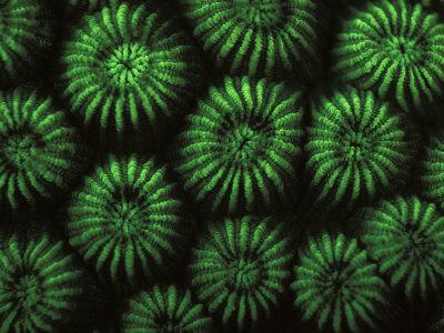 Foto Premium Poster Hard Corals, Fluorescent Under Uv Light, Papua New Guinea de Jurgen Freund, 41x30 in. foto 654132
