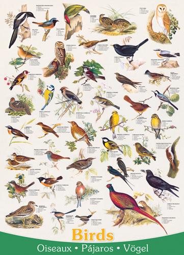 Foto Puzzle Eurographics De 1000 Piezas Pájaros