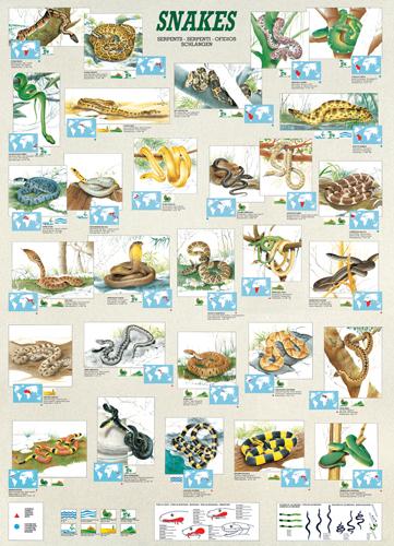 Foto Puzzle Eurographics De 1000 Piezas Serpientes