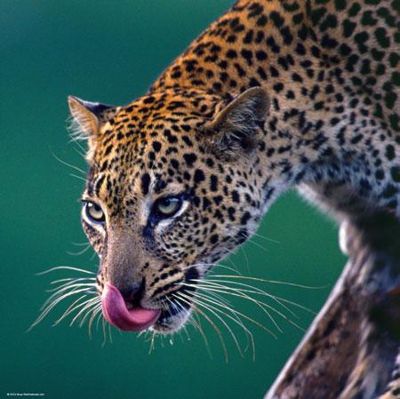 Foto Puzzle Heye De 1000 Piezas Leopardo