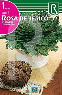 Foto Rosa de jerico selaginella lepidophylla
