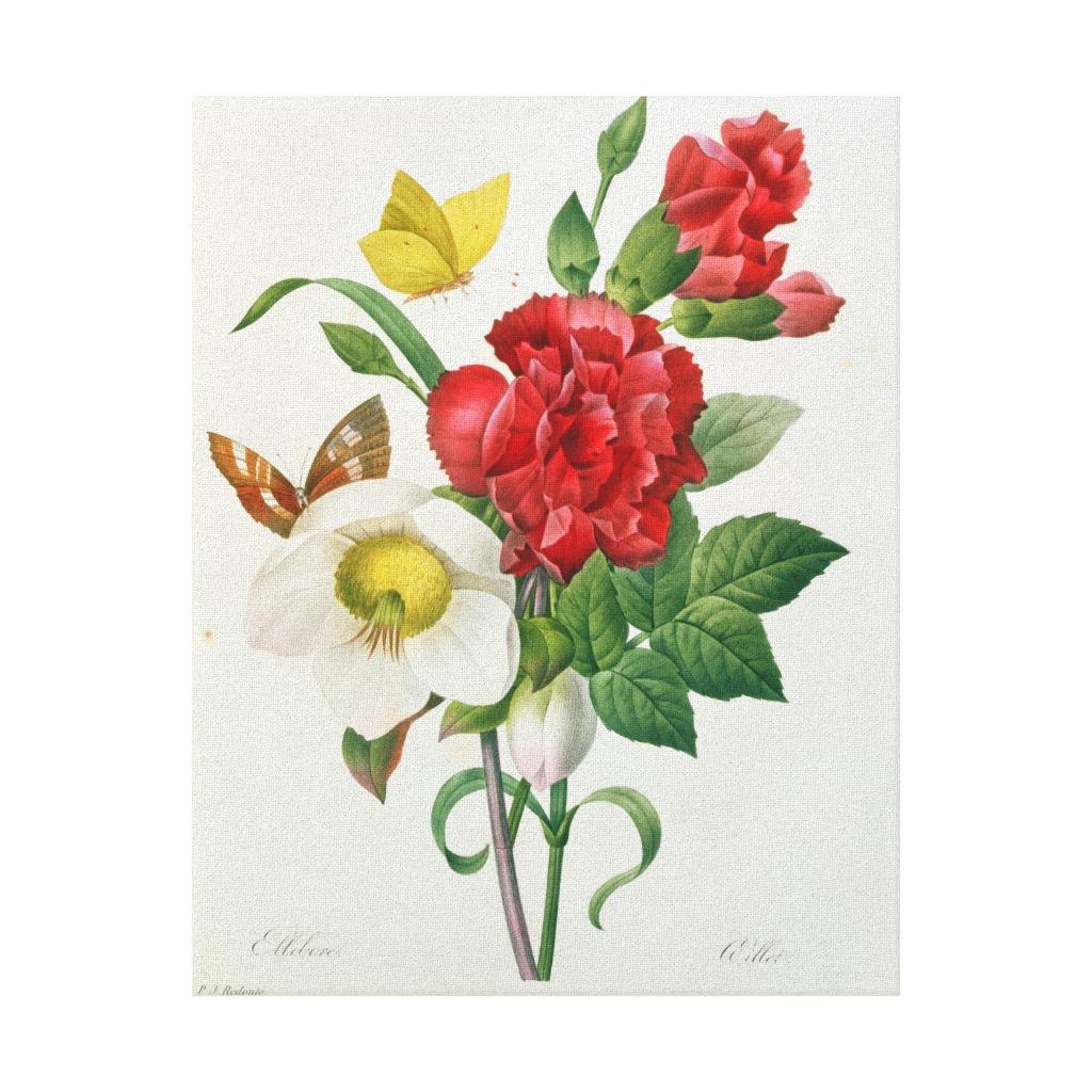 Foto Rosa de navidad, Helleborus Niger Impresiones En Lona Estiradas foto 888187