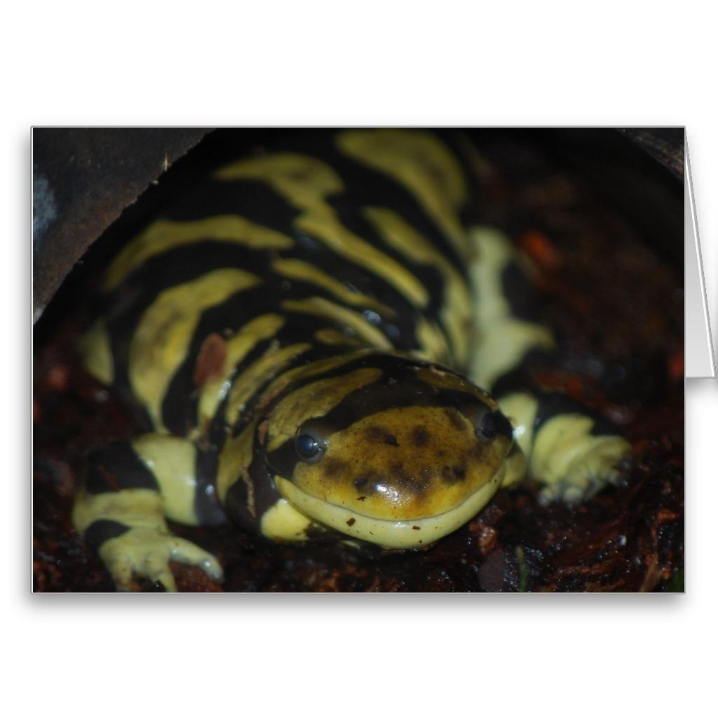 Foto salamander de tigre Tarjetón foto 840612