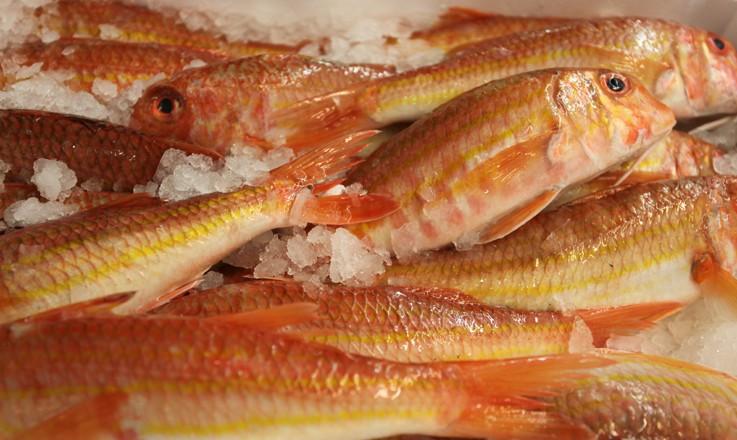 Foto Salmonetes de Roca