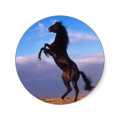 Foto Semental negro salvaje que alza el caballo Etiqueta Redonda foto 524782