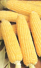 Foto Semillas de maiz dulce palomitas golden bantam 500 gramos foto 618810