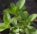 Foto Semillas de Stevia 25 Ud foto 22725