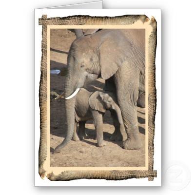 Foto Tarjeta del elefante y del becerro (marco del tron foto 130292