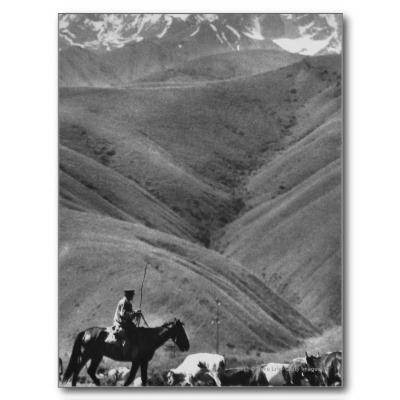 Foto Vaquero que conduce vacas dispirited al pasto Tarjetas Postales foto 146259