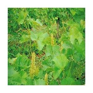 Foto Vine bach flower remedy 10ml