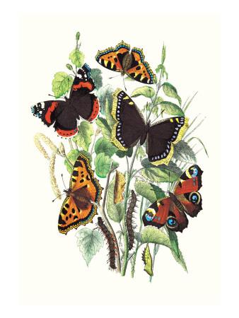 Foto Vinilos decorativos Butterflies: V. Atalanta, V. Antiopa de William Forsell Kirby, 81x61 in. foto 642700