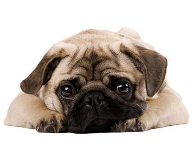 Foto Wall Sticker no.426 Cuddly Pug
