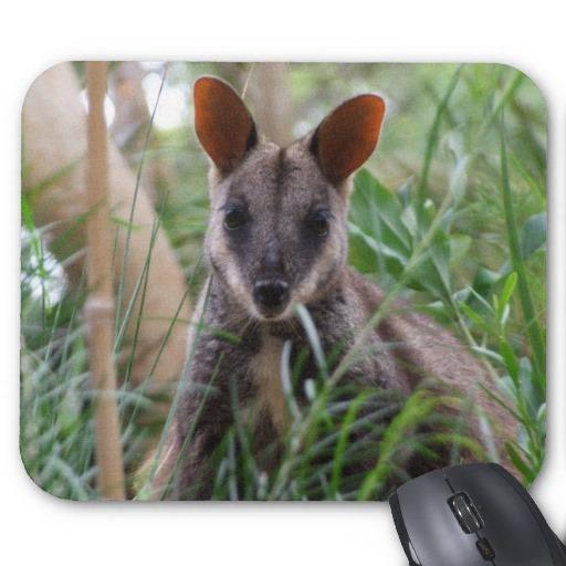 Foto Wallaby de roca Tapete De Raton foto 400980