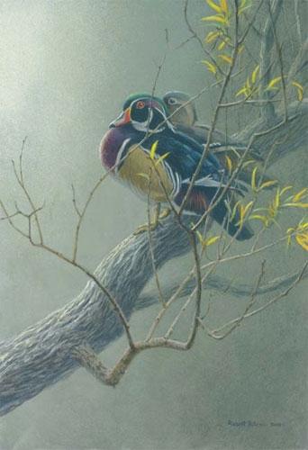 Foto Wood Duck Pair in Willow by Robert Bateman